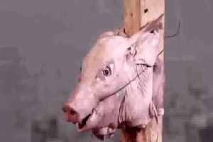 На что способен острый нож