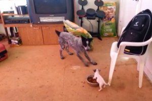 Как маленький песик защищает свою еду