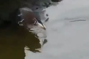Умная птица ловит рыбу на наживку