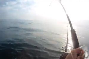 Акула унесла весь улов