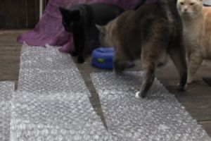 Коты идут по пленке с пузырьками как по минном поле