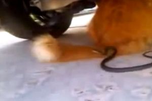 Кот решил поиграть со змеей