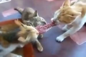 Как коты делили кусок мяса