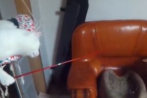 Кот троллит своего друга