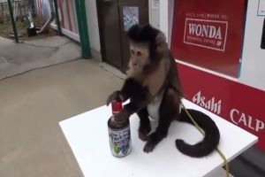 Злая обезьянка пытается утолить жажду