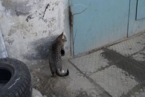 Котэ роет путь домой