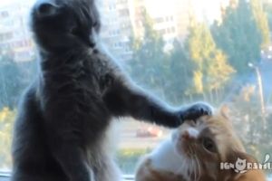 Кот доминирует