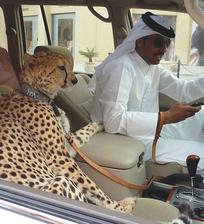 Повседневная жизнь Дубая