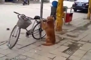 Настоящий сторожевой пес