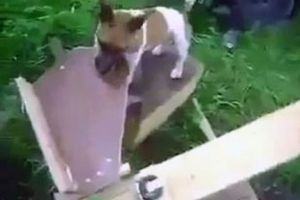 Собачье одиночество