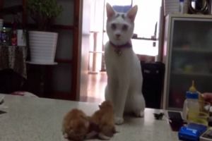 Уроки самозащиты от кота