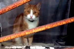 Очень грустный кот