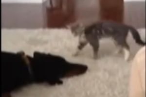 Котэ имеет вопросы к доберману
