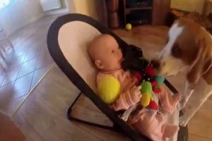 Пес ухаживает за малышом
