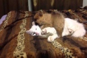 Кот, который смог терпеть