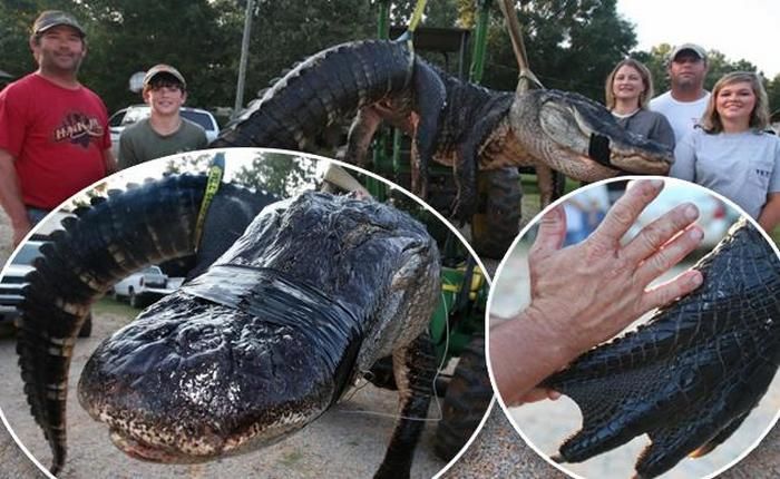 В США поймали огромного аллигатора