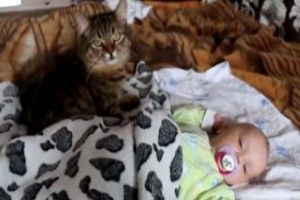 Кошка сделала расслаблающий массаж малышу