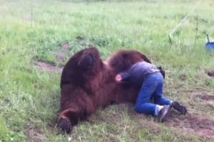 Храбрый мужик играет с медведем