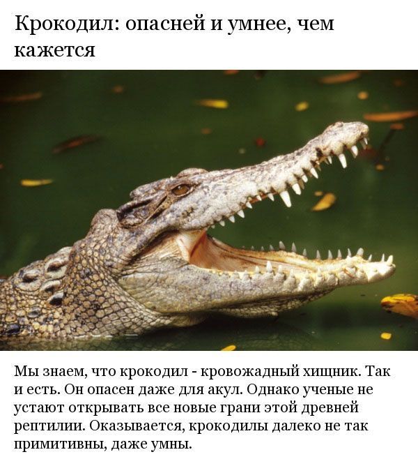 Интересные и познавательные факты о крокодилах
