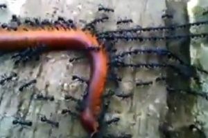 Армия муравьев тащит червя