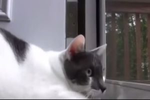 Кот - пулеметчик