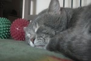 Коту мешают спать