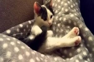 Забавный котенок