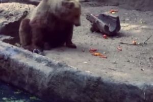 Спасение вороны медведем