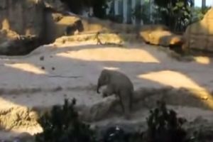 Забота о слоненке