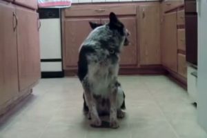 Очень умный пес