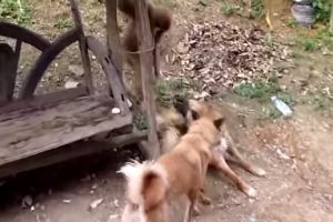 Обезьянка играет с песиками