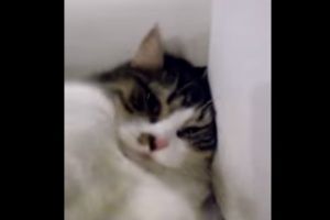 Кошечка обиделась на хозяина