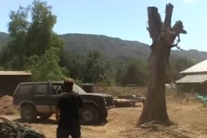Как с помощью автомобиля снести дерево