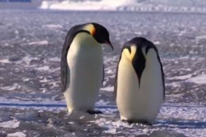 Неудачные моменты из жизни пингвинов