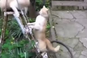 ТОП самых прикольных котов
