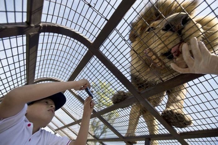 Зоопарк наоборот в Чили