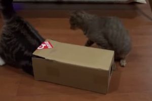 Кот хотел скрыться от всего мира
