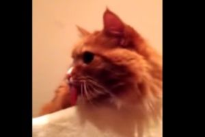 Кот странно реагирует на скотч