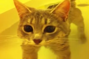 Кот, который любит воду