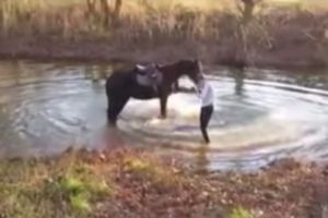 Конь впервые зашел в воду