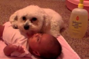 Собачка защищает малыша от пылесоса