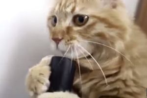 Кот, который познал силу пылесоса