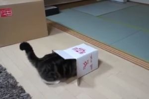 Толстый котейка хочет залезть в коробку