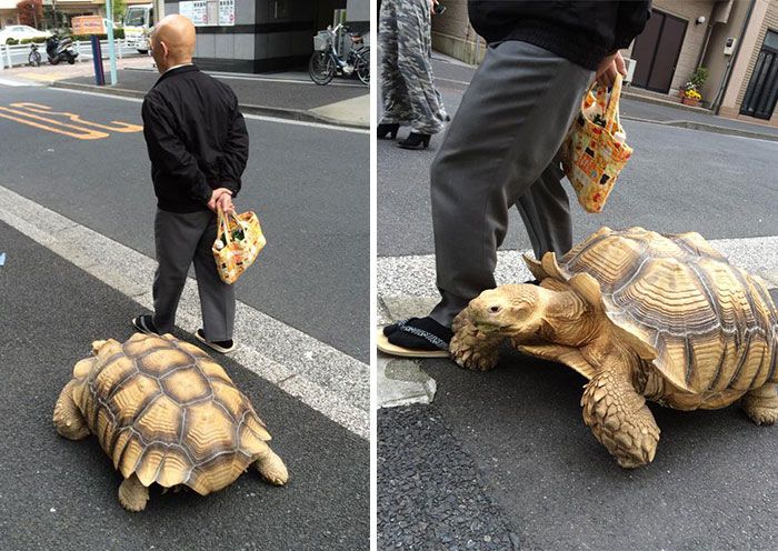 Мужчина прогуливается с гигантской черепахой