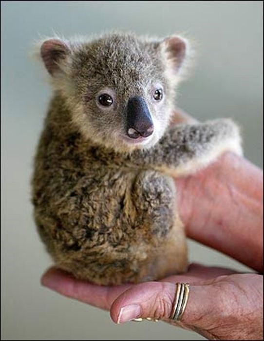 Немного интересностей о коалах