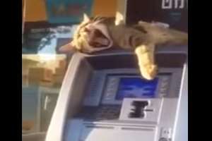 Кот охраняет банкомат