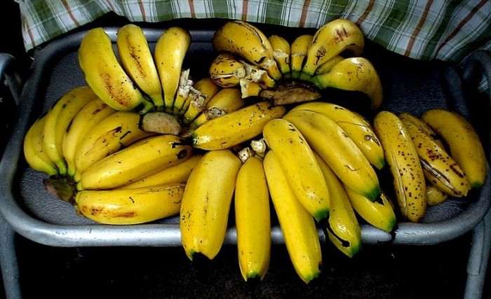 Массовое уничтожение бананов