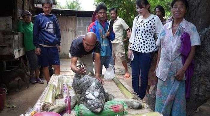 Странное животное-мутант в Таиланде
