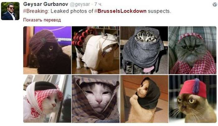 Фото с котами вместо снимков антитеррористической операции в Брюсселе