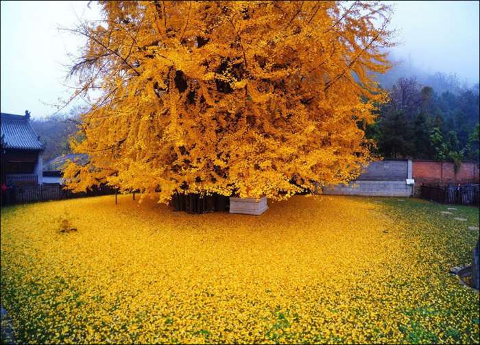 Золотой океан 1400-летнего дерева Гинкго